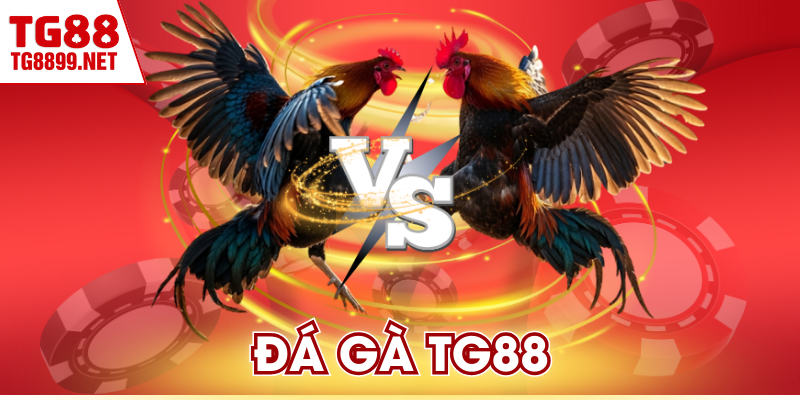 Đá Gà TG88 -  Trực Tiếp Từ Các Đấu Trường Quốc Tế