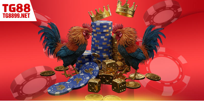 Những hình thức chọi kê TG88 thu hút