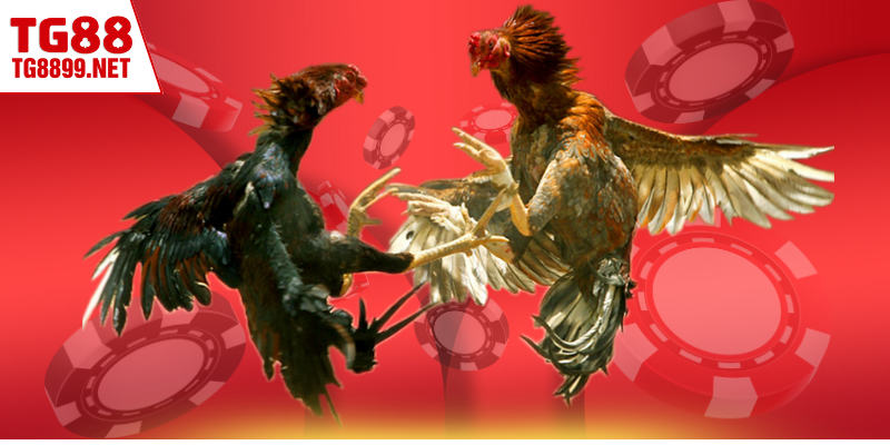 Tổng quan về trường gà Mộc Bài